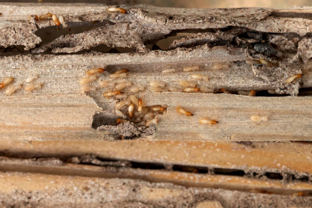 Yakima, WA Pest Control Company
